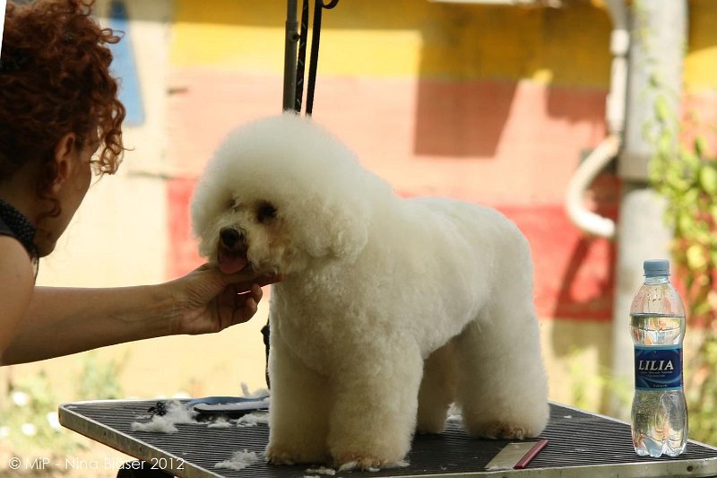 2012-07-01 B & B - Bedlington & Bichon Fun Day (35)_1500x1000.jpg